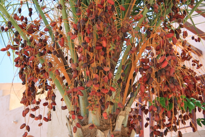 Vakantie Egypte 2010-71.jpg